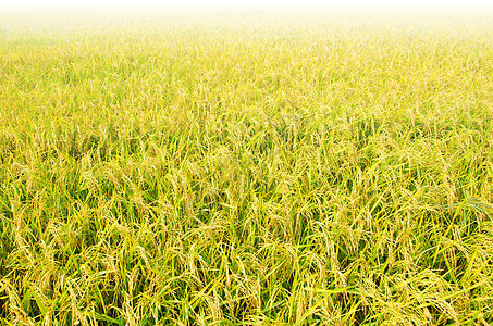 稻米田收成树叶植物群食物植物学绿色场地白色农村农场图片