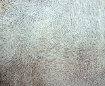 牛皮 纹理 背景的详细宏观图画织物头发毛皮皮肤动物群村庄隐藏打印家畜纺织品图片