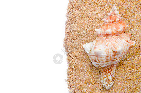 海螺贝壳波浪旅行海滩海洋白色海螺海岸图片