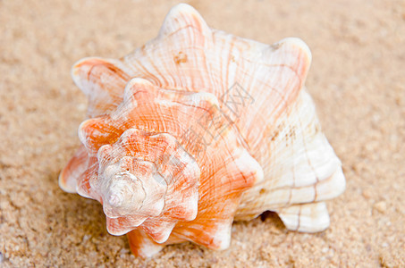 海螺贝壳波浪海螺海滩海洋海岸旅行图片