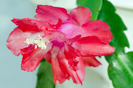 红色特写季节花瓣异国植物热带宏观情调昙花叶子美丽背景图片