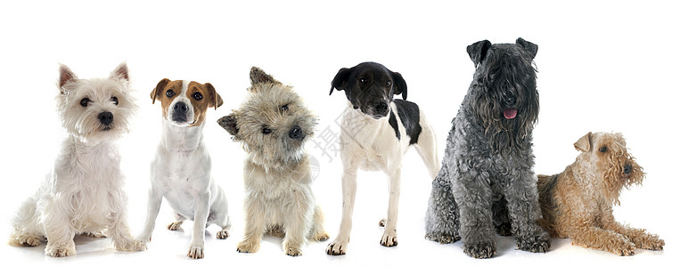 千兆赫组白色猎犬团体小狗动物工作室女性宠物棕色图片