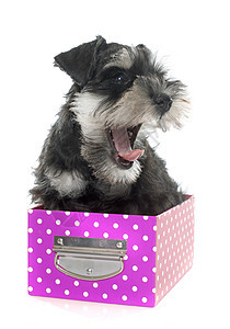 小小狗微型雪松黑色小狗宠物工作室动物工艺盒子舌头白色图片