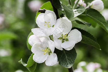 小白花水果季节生活脆弱性树叶叶子农场花瓣植物花园图片