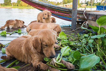 金色猎犬TEA吃蔬菜乐趣小狗食物黄色犬类植物绿色图片