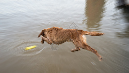 狗金子跳下去在水里玩宠物猎犬乐趣检索跳跃黄色公园犬类码头游泳图片