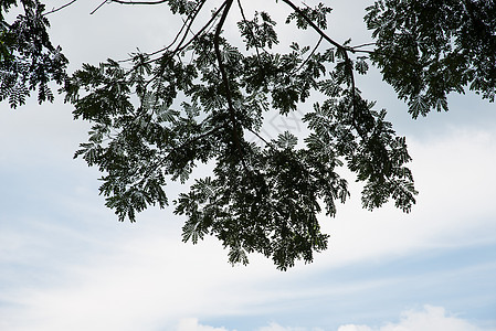 树的型态棕榈叶子植物绿色花园生活植物群热带白色树叶图片