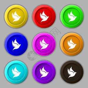 鸽形图标符号 9圆彩色按钮上的符号自由鸽子动物精神航班翅膀叶子羽毛宗教图片