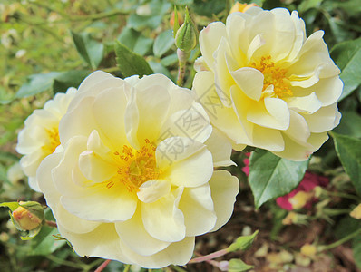 微型玫瑰灌木白色植物学植物群宏观园林植物黄色背景图片