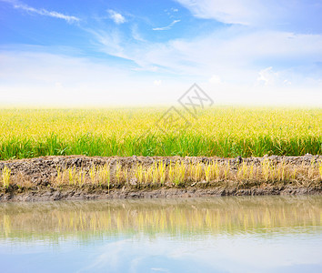 农业稻田草地食物场景环境天气叶子生长太阳植物晴天图片