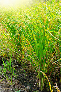 稻米田食物农场白色树叶农村植物群收成场地绿色黄色图片