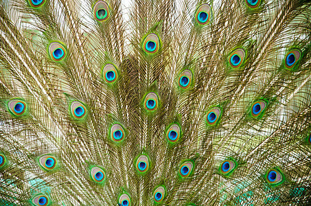 雄孔雀的近身蓝色羽毛荒野尾巴动物园仪式男性情调注意力野生动物图片