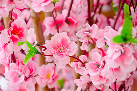 粉红色的花束紧贴着绿色中心蜘蛛季节性紫色活力墙纸植物学花园粉色图片