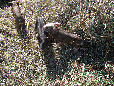 Idaho 牧草猪小猪养猪牲畜农村农场仔猪牧场图片
