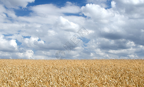 小麦田地景观种子天气粮食太阳农村天空谷物农场阳光国家图片