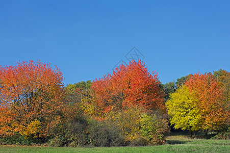 秋天的树橙子草地绿色红色蓝色天空黄色图片