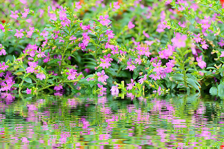 紫花朵场地植物学紫色宏观白色花瓣绿色花园植物蓝色图片
