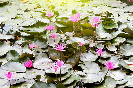 水百里热带花园荷花池塘反射公园叶子植物群绿色粉色图片