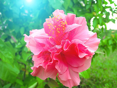 粉红花花玫瑰宏观黄色橙子绿色植物群花束粉色植物花瓣图片