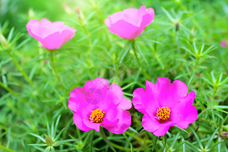 粉红花花花园季节宏观花朵植物群白色植物花瓣玫瑰图片