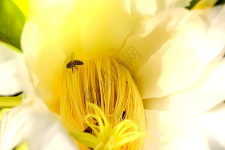 龙花白色墙纸花瓣黄色蜜蜂水果黑色植物植物学生长背景图片