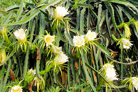 龙花水果白色黄色黑色花瓣植物学蜜蜂生长墙纸植物背景图片