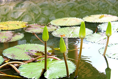 水百里花瓣公园粉色热带植物花园植物群白色反射池塘图片