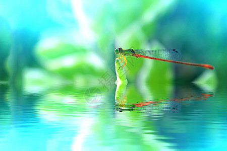 龙宏观脆弱性翅膀昆虫绿色生活环境白色生物学野生动物图片