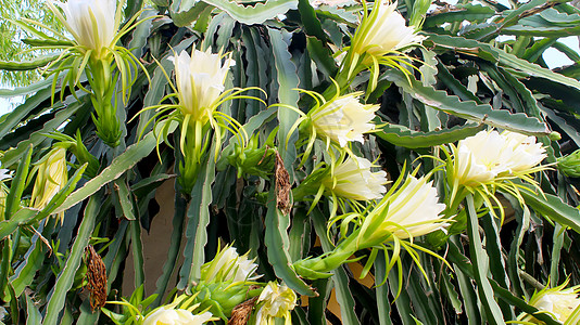 龙花水果蜜蜂植物学墙纸生长黑色白色花瓣植物黄色图片