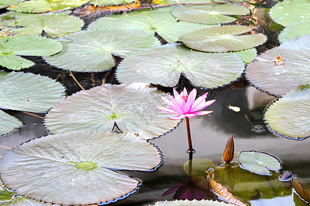 水百里反射热带叶子公园植物池塘花瓣白色粉色荷花图片