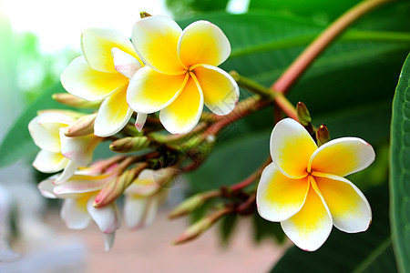 白色的花茉莉花花园百合花束叶子花朵植物群植物花瓣绿色图片