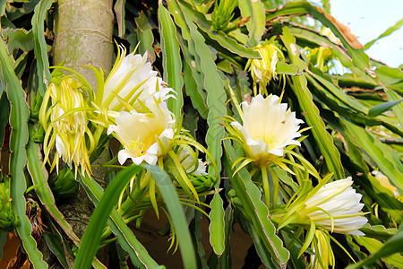 龙花黑色生长植物学黄色蜜蜂白色水果墙纸植物花瓣背景图片