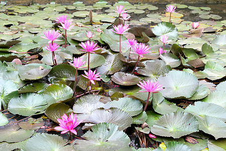 水百里荷花公园白色热带反射绿色叶子池塘花园植物群图片