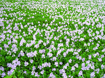 紫花朵场地花瓣绿色紫色蓝色花园植物薰衣草植物学白色图片