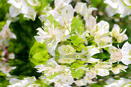 白色的花花园绿色植物花束花朵百合花瓣植物群茉莉花叶子图片