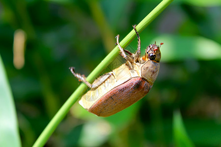 甲虫野生动物棕色昆虫荒野森林漏洞鞘翅目犀牛潜水昆虫学图片