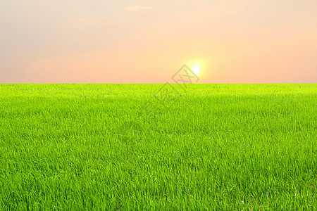 稻田绿色收成农业蓝色农场食物场地粮食文化阳台图片