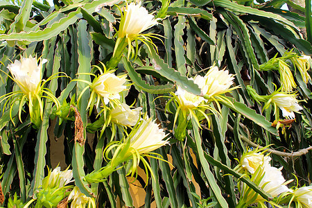 龙花水果植物学蜜蜂生长植物白色黑色花瓣黄色墙纸背景图片