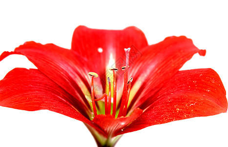 红色百里红植物群香味白色花瓣绿色花园叶子植物花束图片