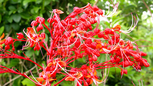 鲜花雏菊粉色植物红色水彩植物群黄色季节花园插图图片