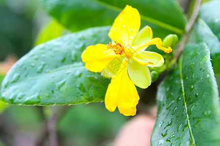 鲜花季节花园粉色植物群黄色红色插图雏菊白色植物图片