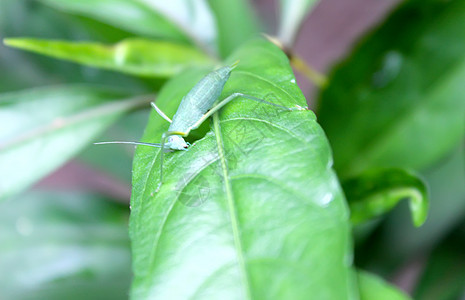 叶子上的昆虫蝴蝶花园植物漏洞野生动物绿色甲虫宏观动物树叶图片