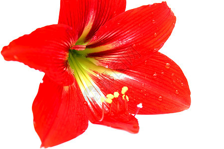红色百里红香味花束白色花园植物群植物绿色叶子花瓣图片