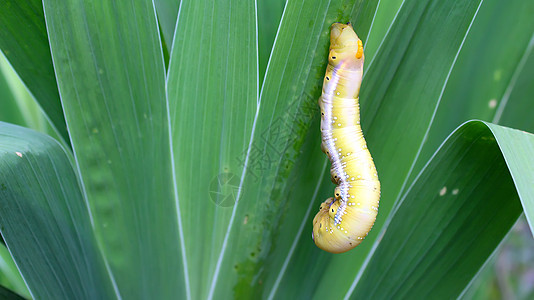 叶子上的毛毛虫幼虫漏洞荒野白色宏观动物蓝色绿色植物丝绸背景图片