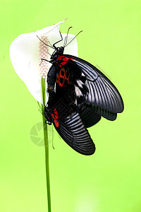蝴蝶黑色粉色漏洞飞行白色绿色橙子宏观翅膀动物图片