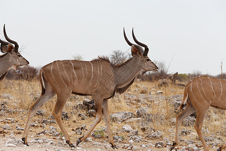 Kudu的牧群在前往水坑的途中衬套动物晴天成人羚羊女性食草哺乳动物荒野男性图片
