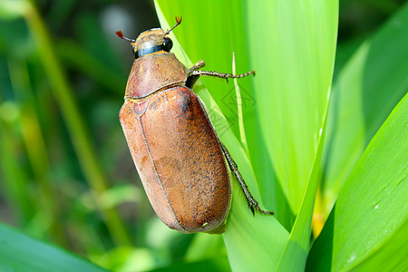甲虫漏洞荒野森林犀牛昆虫甲壳虫动物白色宏观棕色图片
