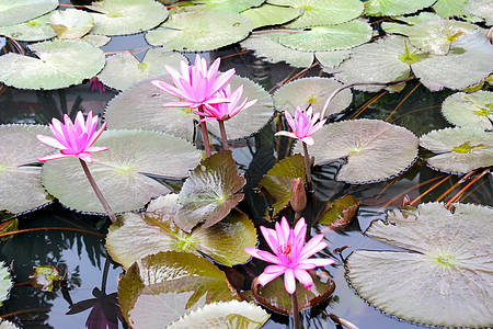 水百里花园热带植物公园池塘花瓣绿色反射粉色叶子图片