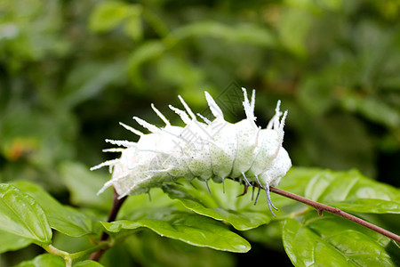 叶子上的毛毛虫幼虫黄色植物害虫丝绸昆虫蝴蝶荒野绿色白色图片