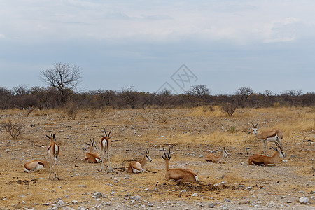 斯普林博克安蒂多尔卡斯沙漠食草公园栖息地荒野动物群哺乳动物动物野生动物羚羊图片